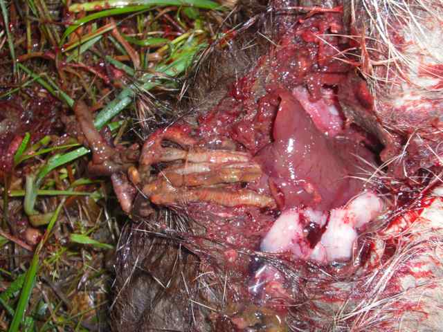 fuchsbandwurm? Wild und Hund