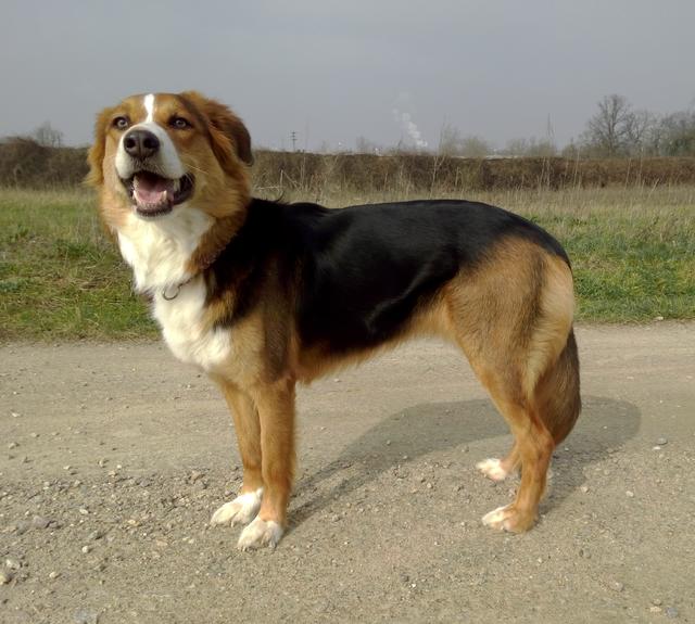 Hund ist "schief", hinten höher als vorne Seite 3 Welpen und Junghunde DogForum.de das