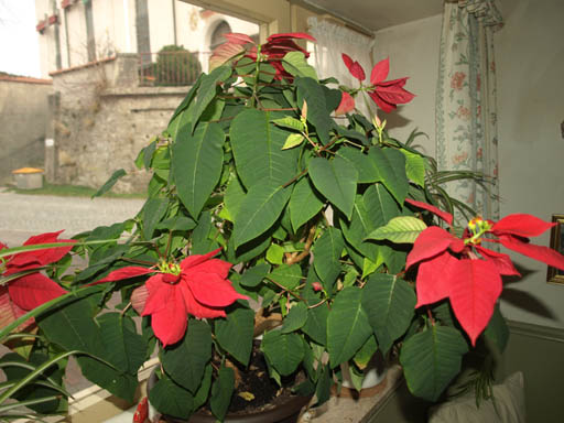 Weihnachtsstern übersommern Mein schöner Garten Forum