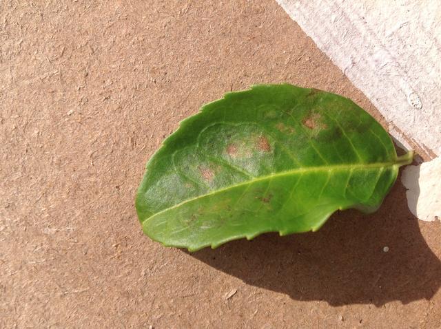 Kirschlorbeer braune Flecken Mein schöner Garten Forum