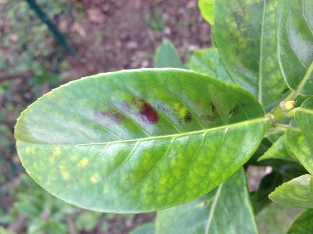 Kirschlorbeer braune Flecken Mein schöner Garten Forum