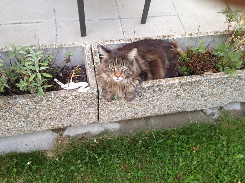 Umfrage zum Wettbewerb "das Liebe Grün" Katzenforum.at