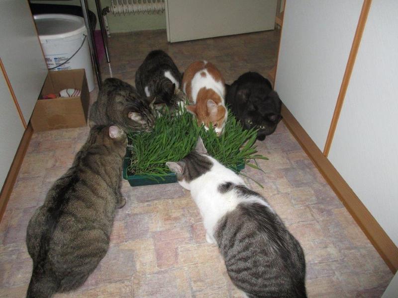 Umfrage zum Wettbewerb "das Liebe Grün" Katzenforum.at