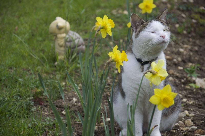 Umfrage zum Wettbewerb "das Liebe Grün" Katzenforum.at
