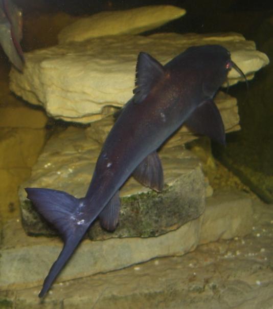 Süsswasser"Minihaie" Seite 9 Raubfische und Co.