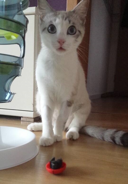 Siam/ OKH Seite 46 Katzen Forum