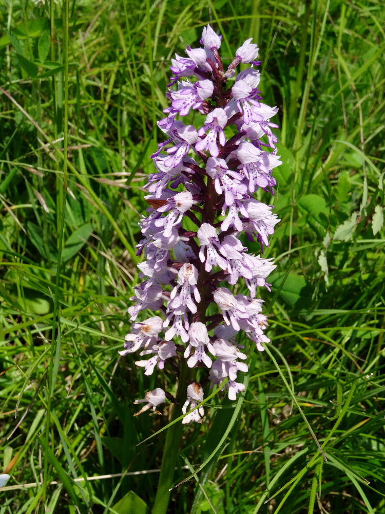 Orchids in the Black Forest/Germany Orchids Carnivorous Plants UK