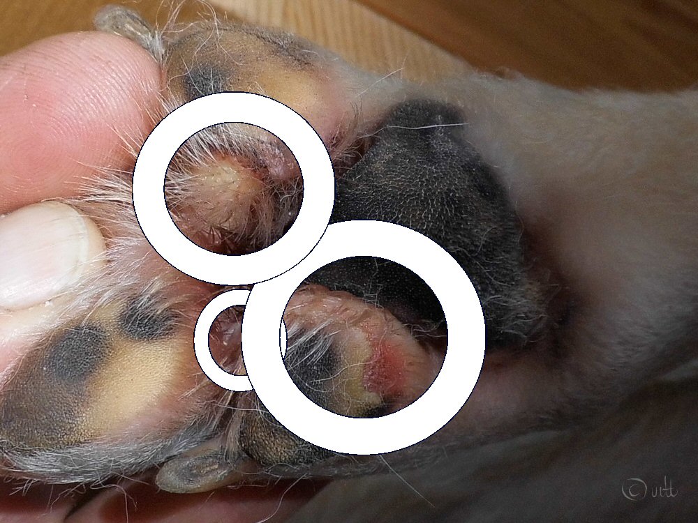 An drei Stellen ist die Pfote wund offen. Der Hund belastet das Bein nicht.