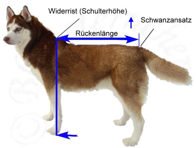 Thema anzeigen Wie messe ich meinen Hund Halsband Geschirr • Wie