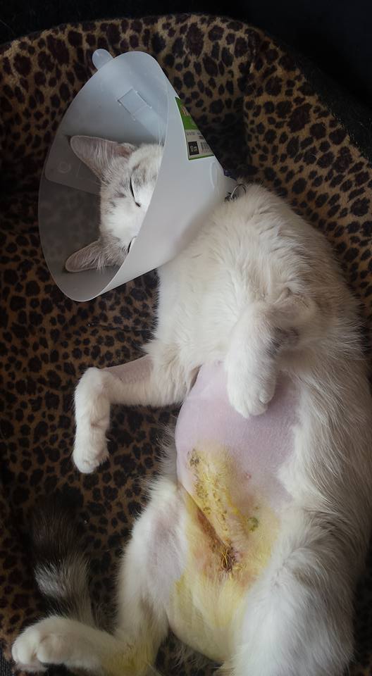 Pflaster von OP Katzen Forum