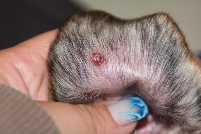 Pickel am Ohrläppchen? Gesundheit DogForum.de das große Hundeforum