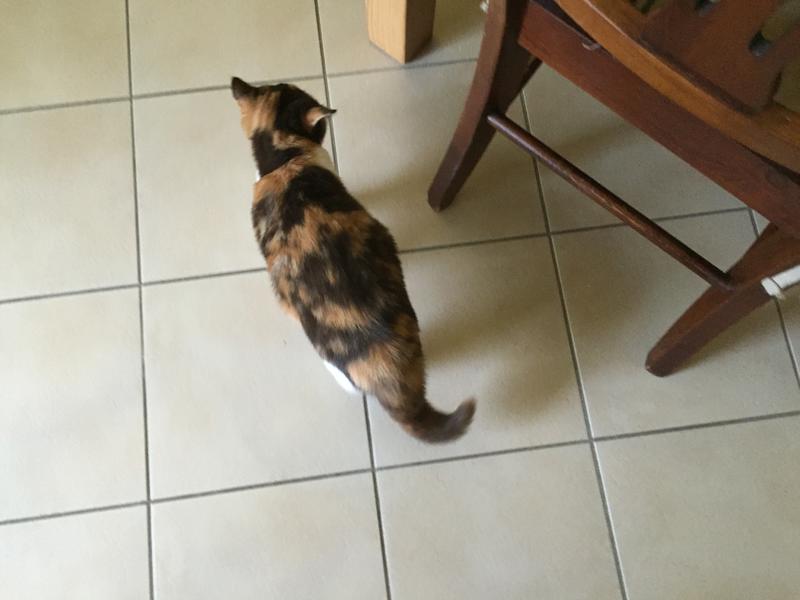 Unsere Maus (5 1/2 Monate) hat einen zu dicken Bauch Katzen Forum