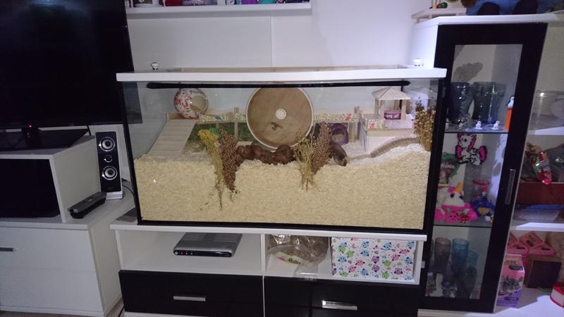 Aquarium 100x50x50 Mindestmaßgehege für Hybridin Mila