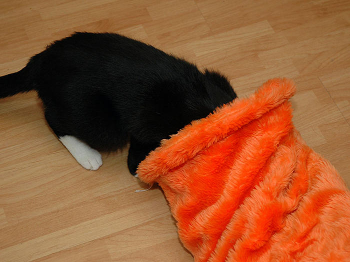 Katzentunnel, selber basteln... Katzen Forum