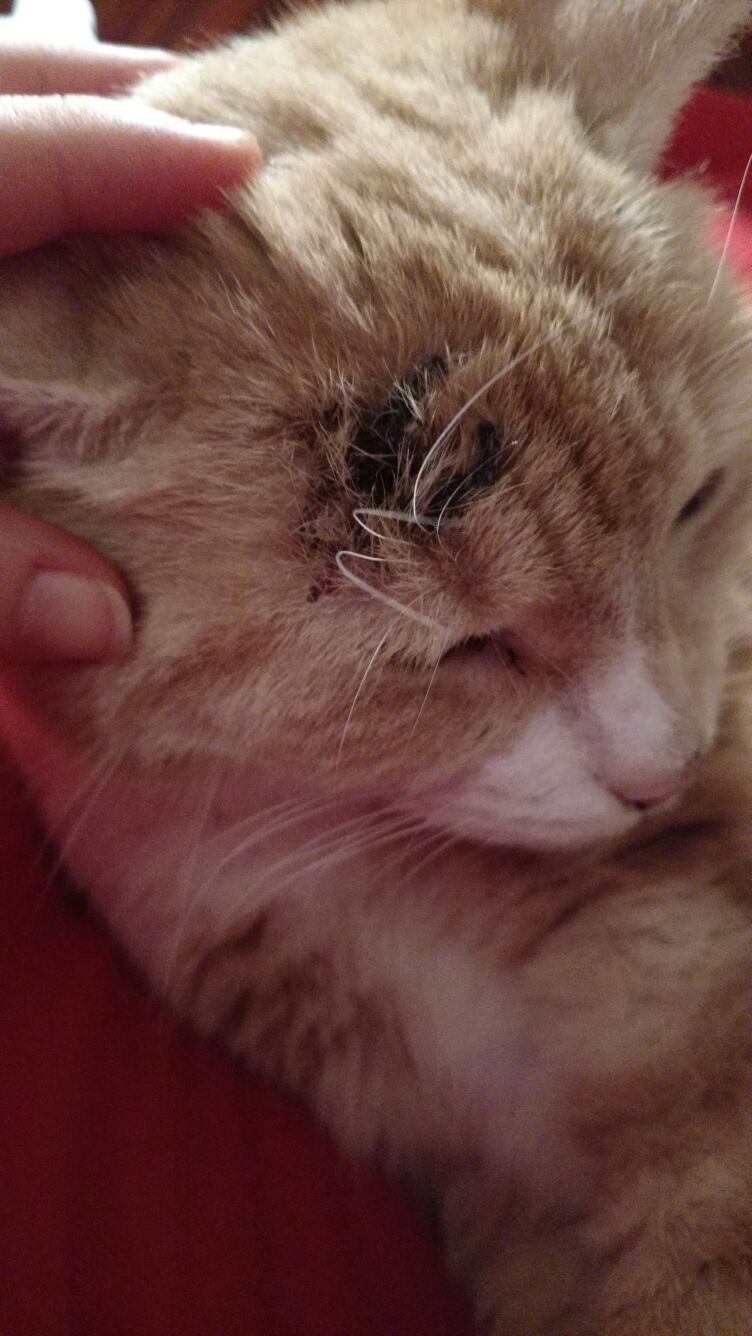 Umgang mit CNI, 15 jährige Katze Katzen Forum Das große Katzenforum