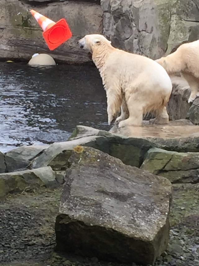 Forum Übersicht Bremerhaven 'Zoo am Meer' » Die schöne Lili