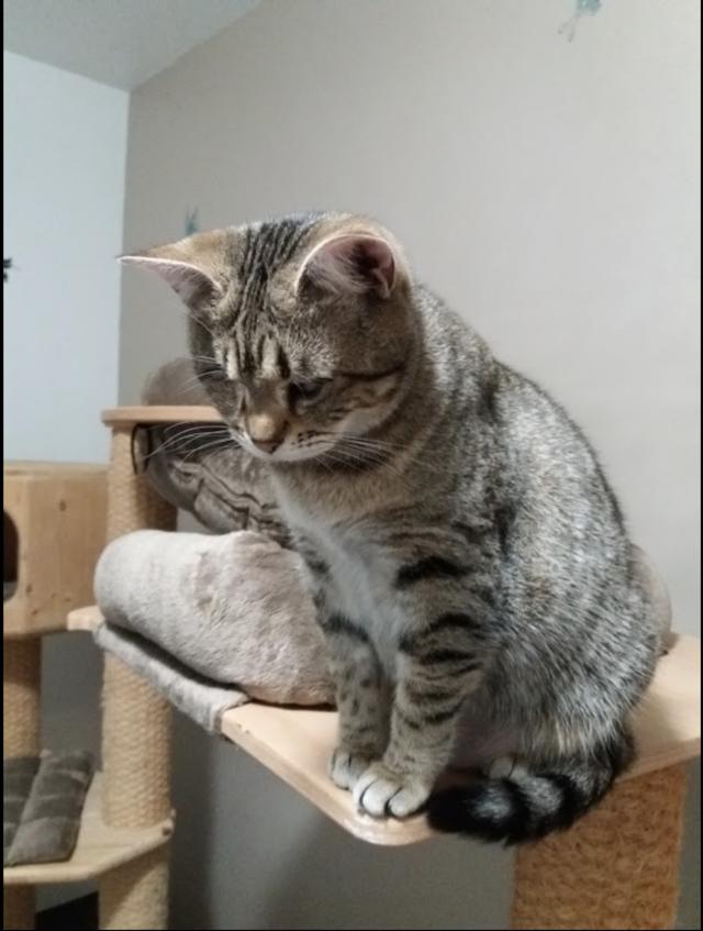 AtaxiekatzenNotfellchen ELISA *2014 mittlere Ataxie + Micia (blind)