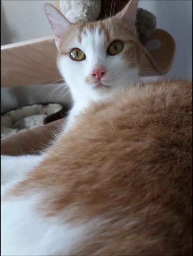 AtaxiekatzenNotfellchen ELISA *2014 mittlere Ataxie + Micia (blind)