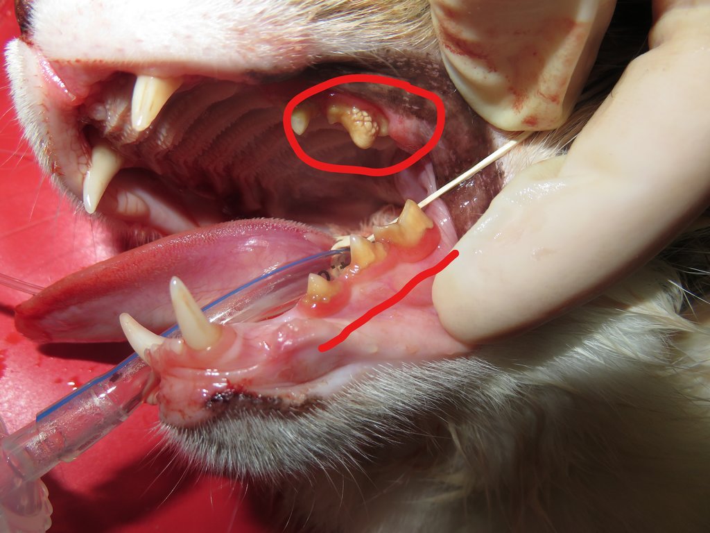 Zahnerkrankungen FORL, ZFE, Katzenschnupfen Katzen Forum