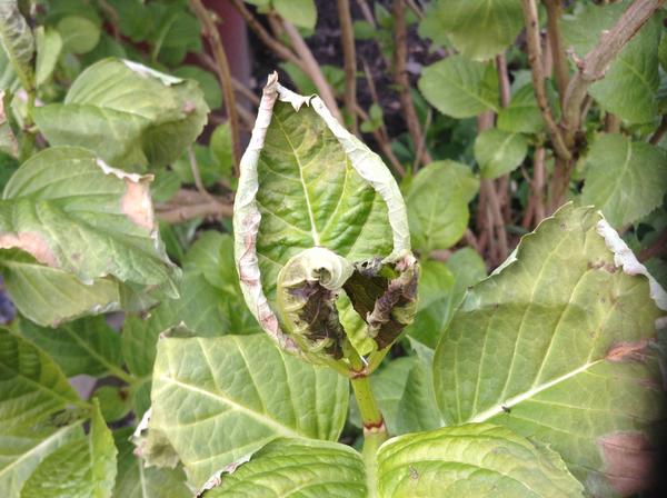 Hortensie krank? Mein schöner Garten Forum