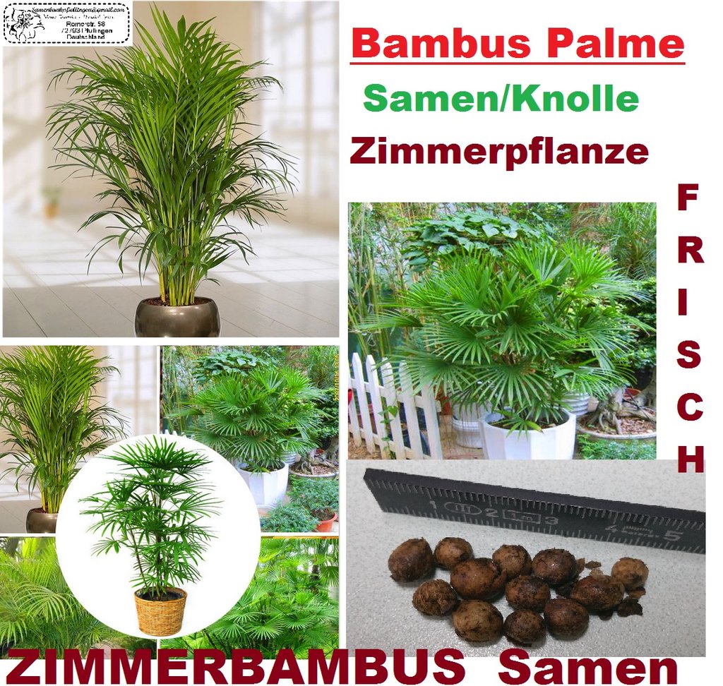 5x Bambus Palme Zimmerpflanze Samen Knolle Zimmerbambus