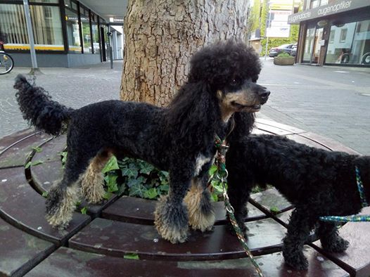 1 Pudel und ein halber Seite 11 Pudelforum.de