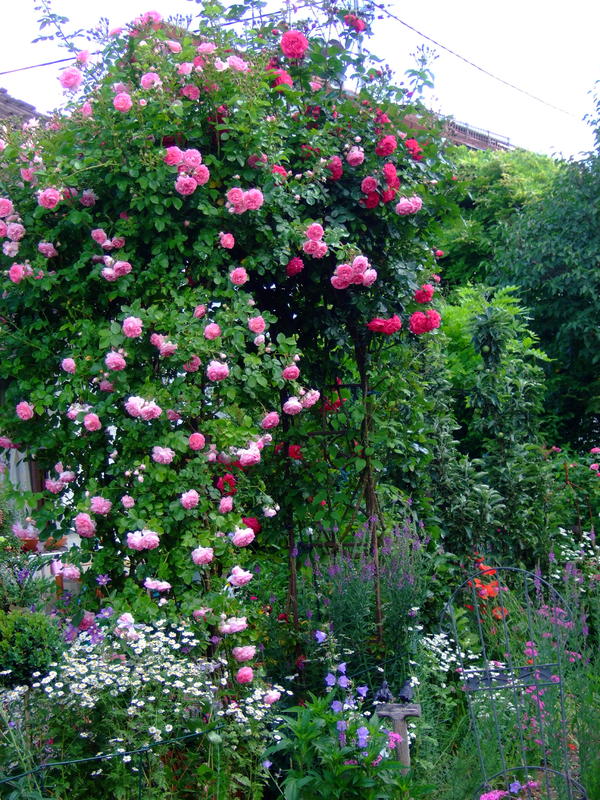 ***MoinSüdstaatler_im_Juni_2017*** Page 5 Mein schöner Garten Forum