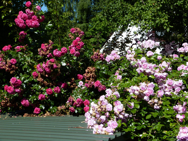 Rankhilfe für Clematis und Auswahl der Pflanze Mein schöner Garten Forum