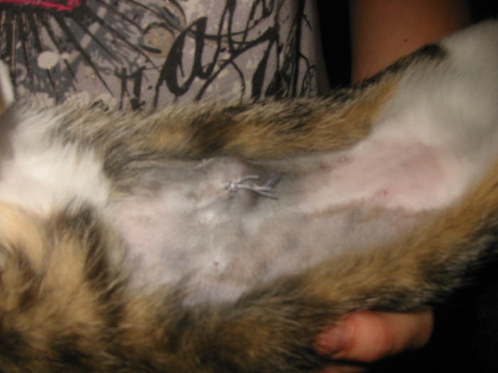 "Beule" nach Kastration Katzen Forum