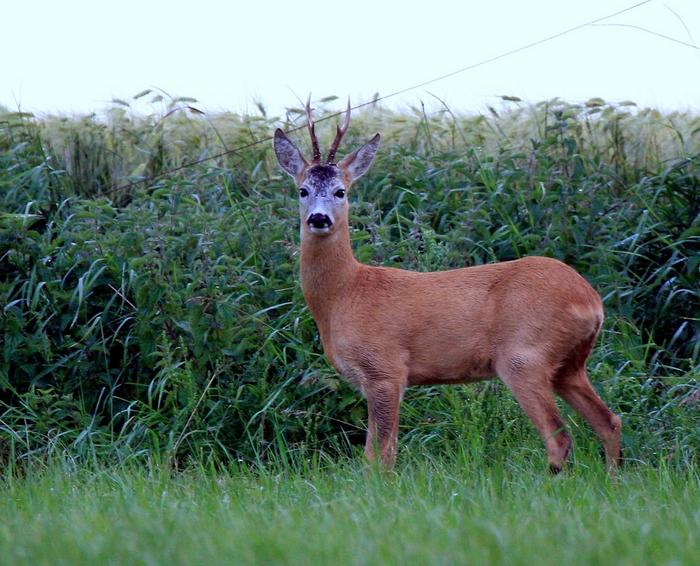 Ideale Treffersitz? Wild und Hund