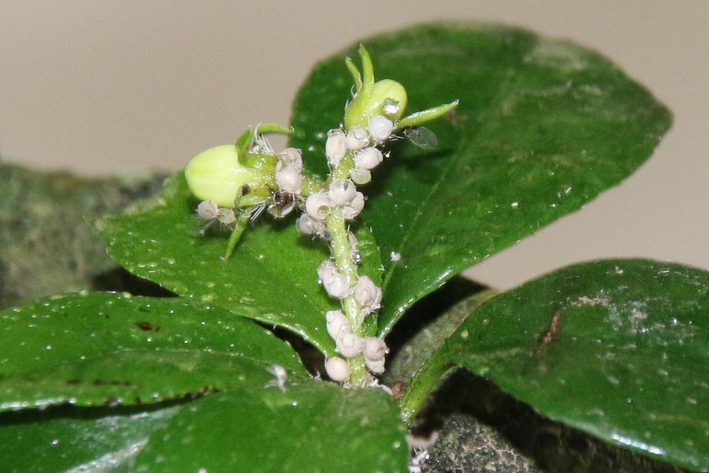 unidentifizierte Schädlinge auf Fukientee www.bonsai