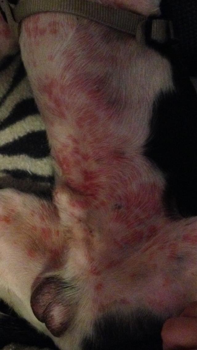 Rote, große Flecken (kein Juckreiz) Gesundheit