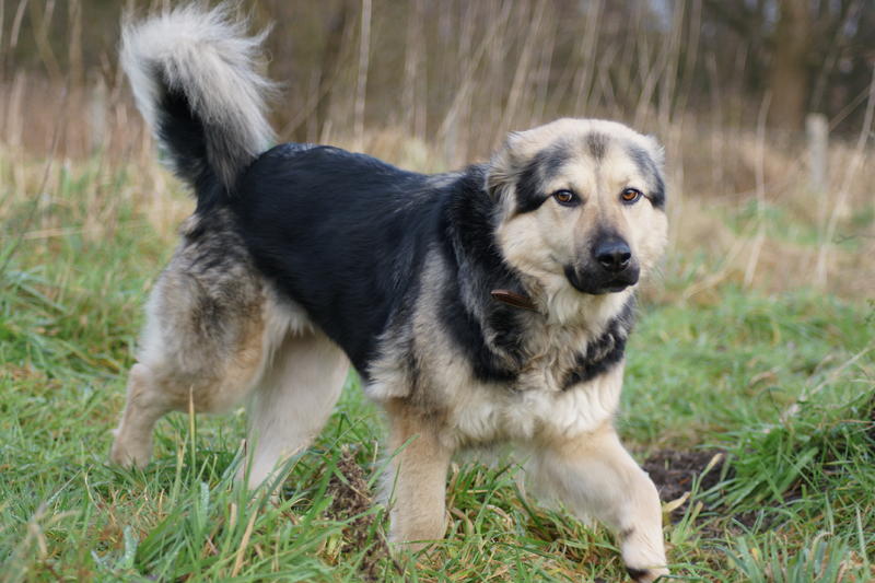 EiliHSHMix sucht Zuhause Happy Ends! VerlassenePfoten.de