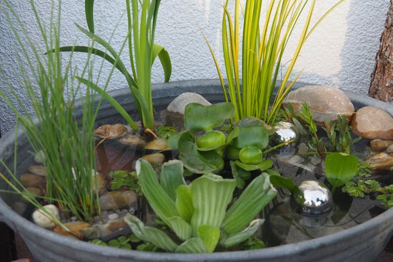 Minigärtchen Gartenvorstellungen (hier bitte keine