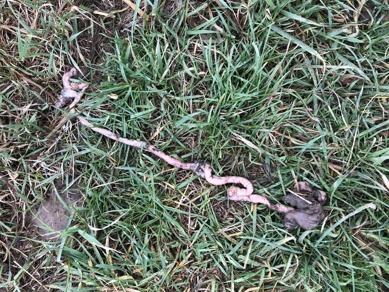 Was ist das was mein Hund gefressen hat? Ein Bandwurm? (Vorsicht ekliges Bild) Gesunde Hunde Forum