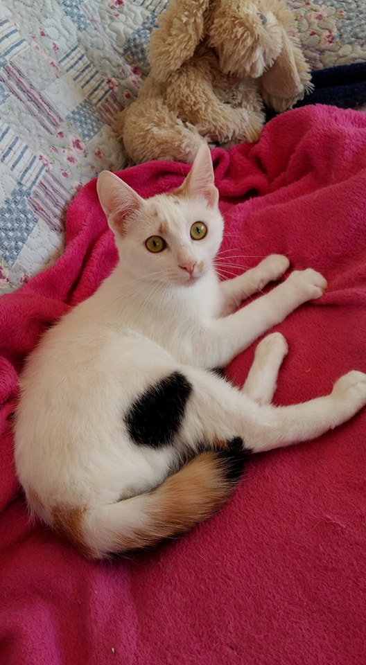 sehr liebe und soziale weiße Katze mit roten und schwarzen Punkten