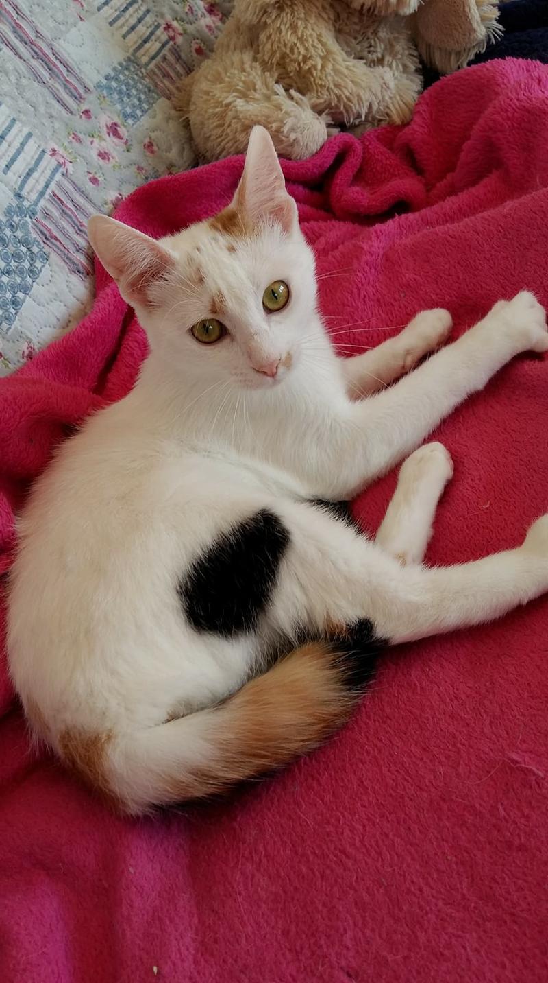 sehr liebe und soziale weiße Katze mit roten und schwarzen Punkten