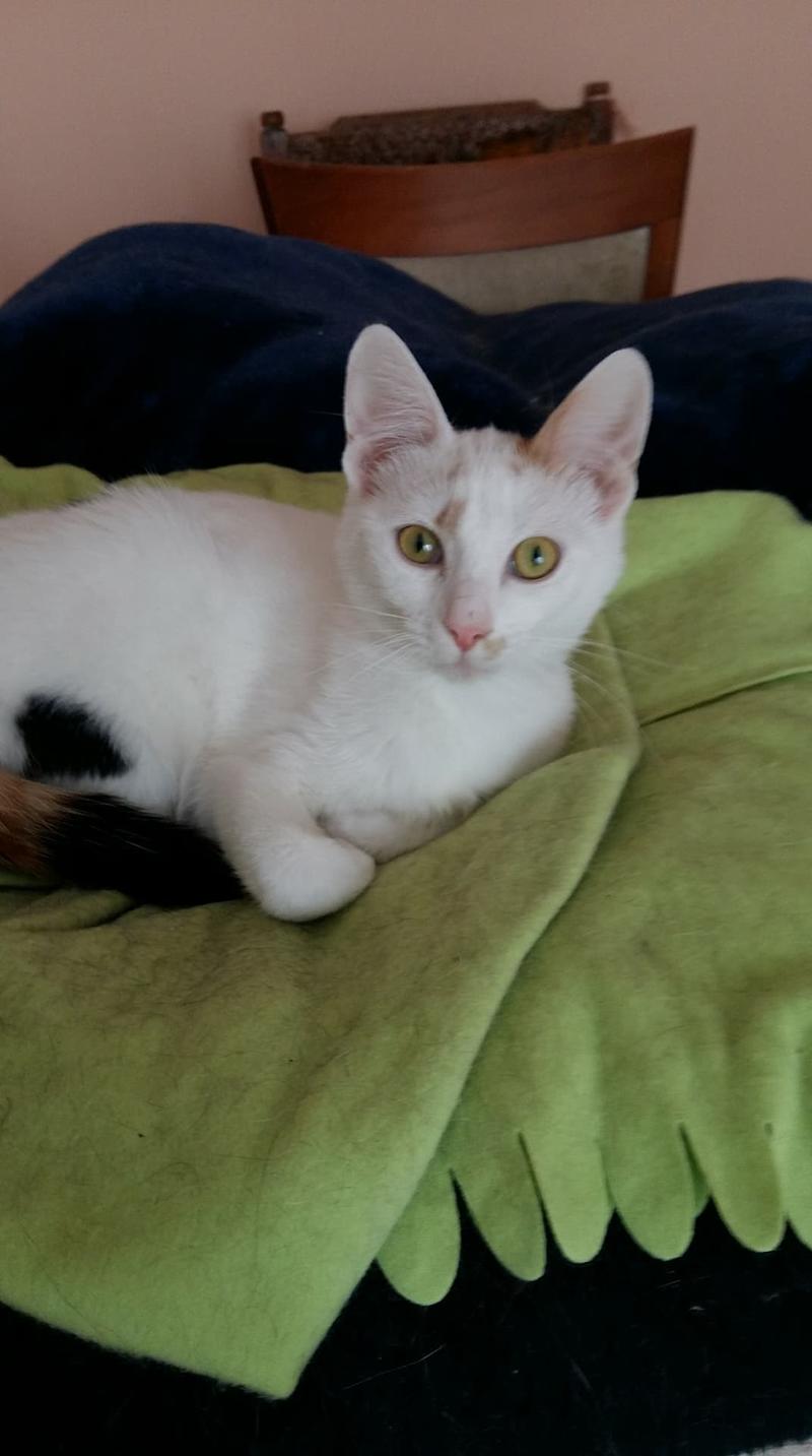 sehr liebe und soziale weiße Katze mit roten und schwarzen Punkten