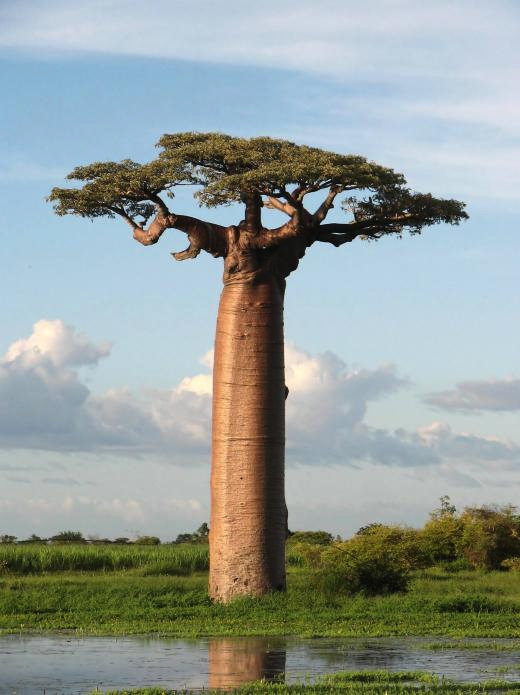 Samen für Baobab RiesenBaum Affenbrotbaum *ausgefallen