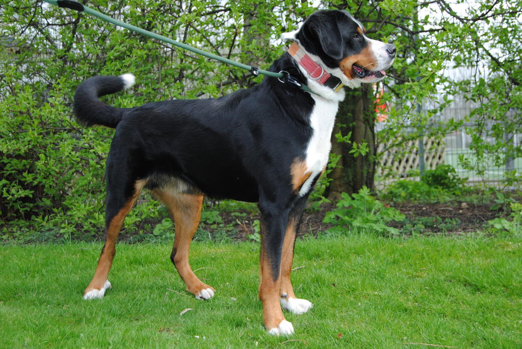 Barney, SennenhundMix, Rüde, geb. 01.07.16 Zuhause gefunden Berner