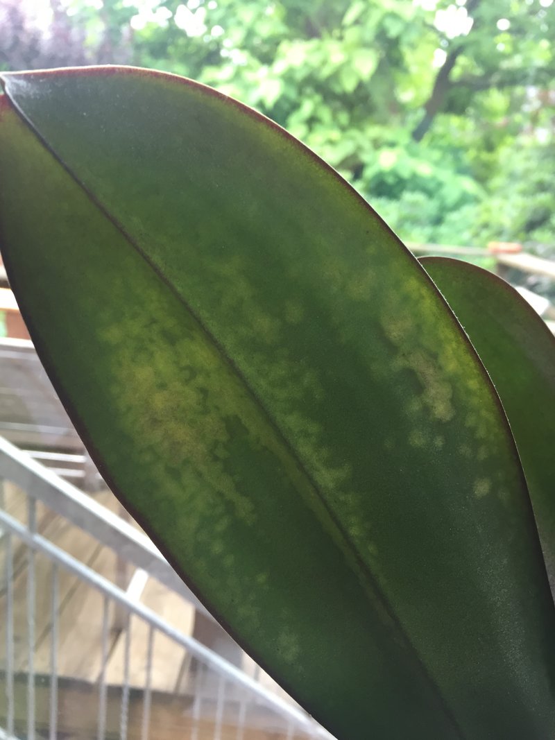 Orchidee Blatt Braune Flecken