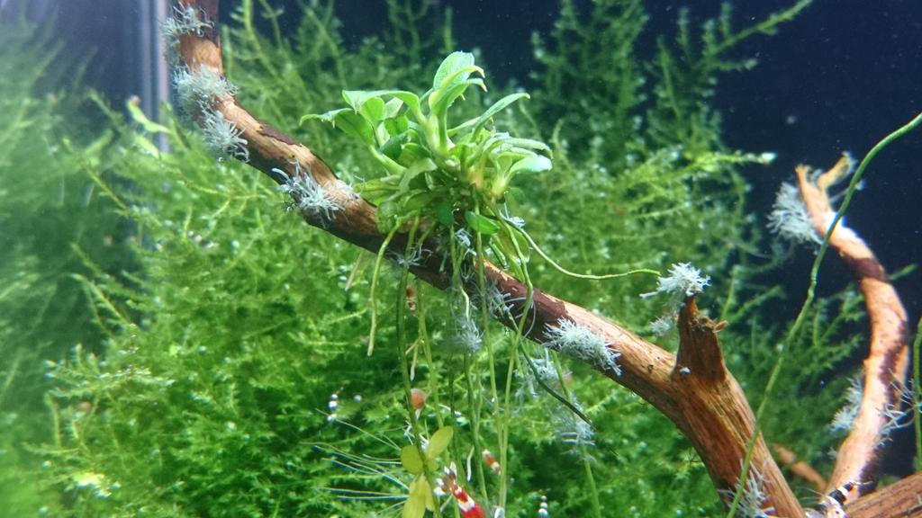 Welche Alge ist das? Garnelenforum