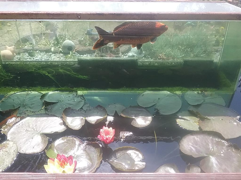 Erfahrungen zum Thema Fischturm / Fischsäule Seite 2 HobbyGartenteich