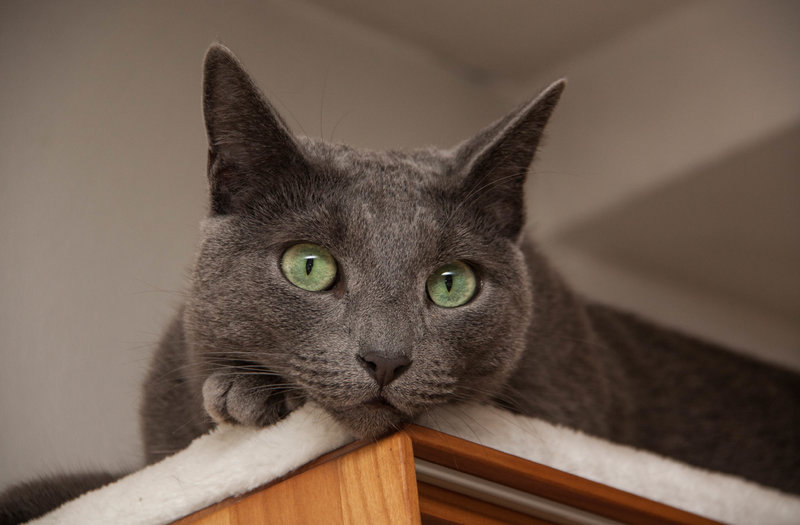 Russian Blue oder Korat Das KatzenForum
