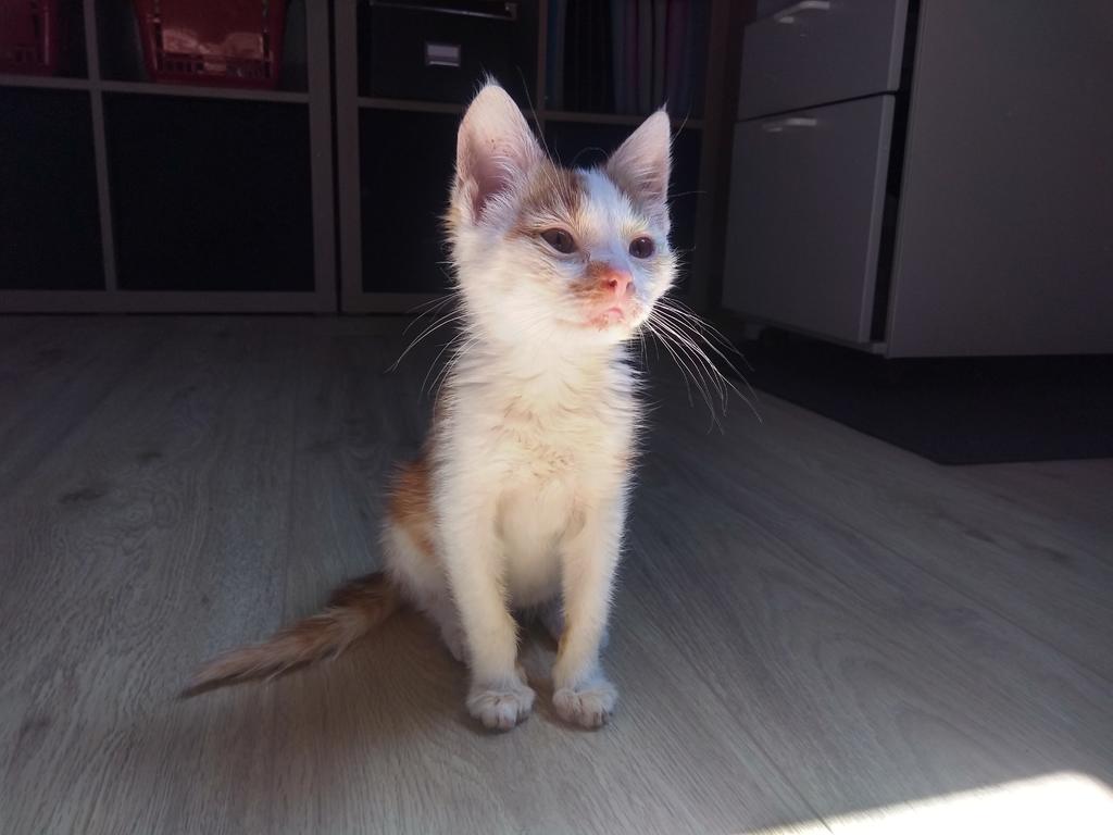 Hilfe, der Katzenschnupfen kommt zurück Katzen Forum Das große