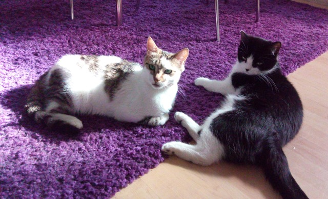 AtaxiekatzenNotfellchen