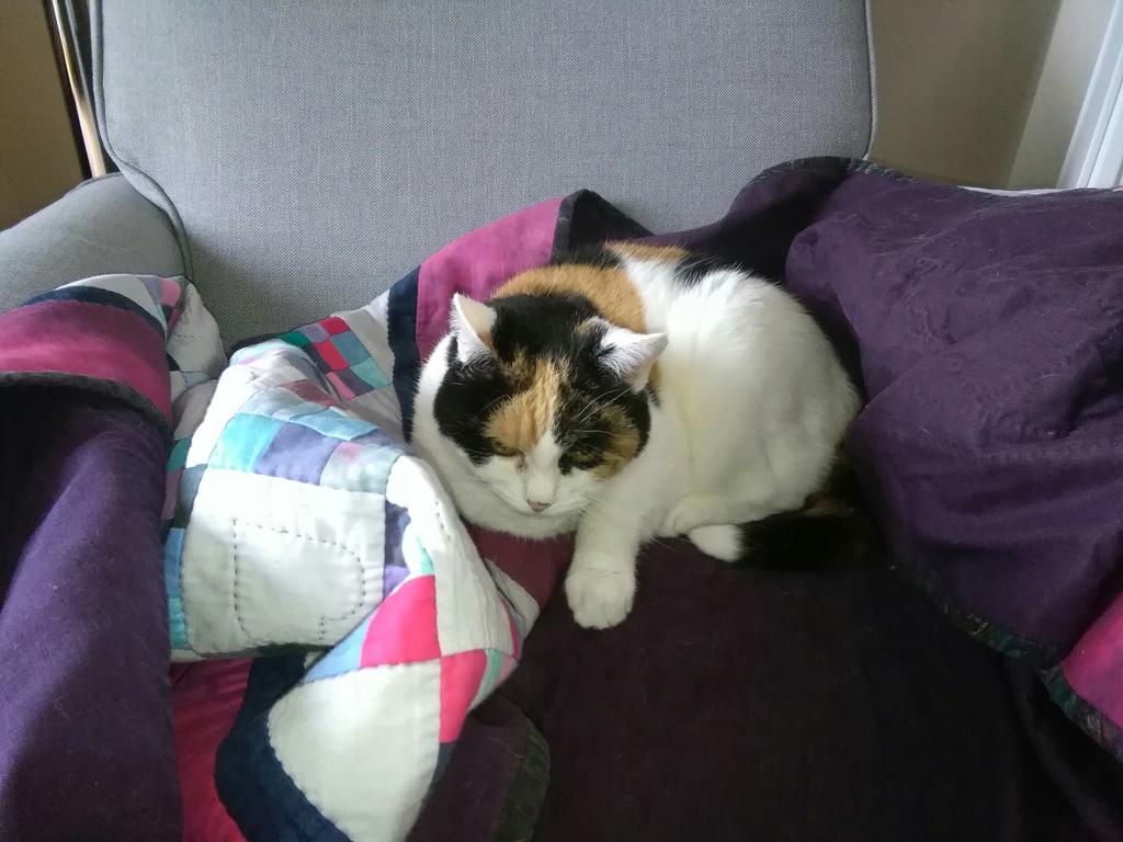 Karsivan Katze Demenz information online