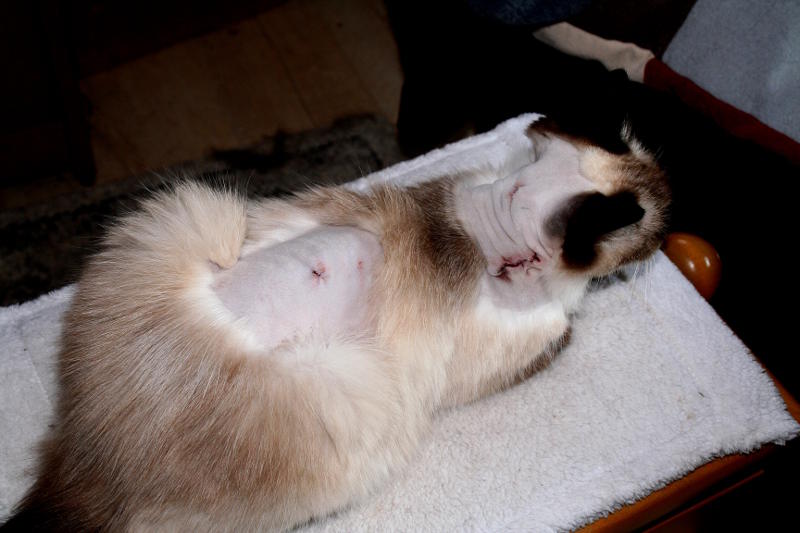 Mastzellentumor Katze Symptome information online
