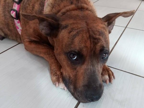 KYRA, Mischling, geb.ca. 2017 Helpinghands4animals