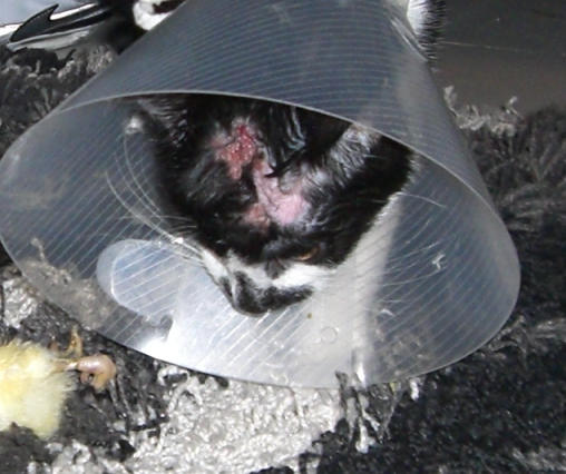Pilz durch Scharlach??? Katzen Forum